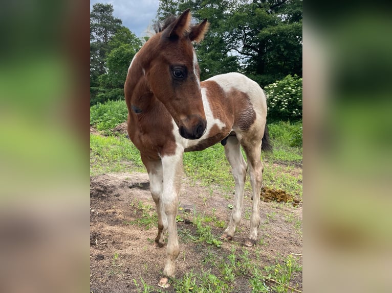 Paint Horse Hengst  Tobiano-alle-Farben in Mosina