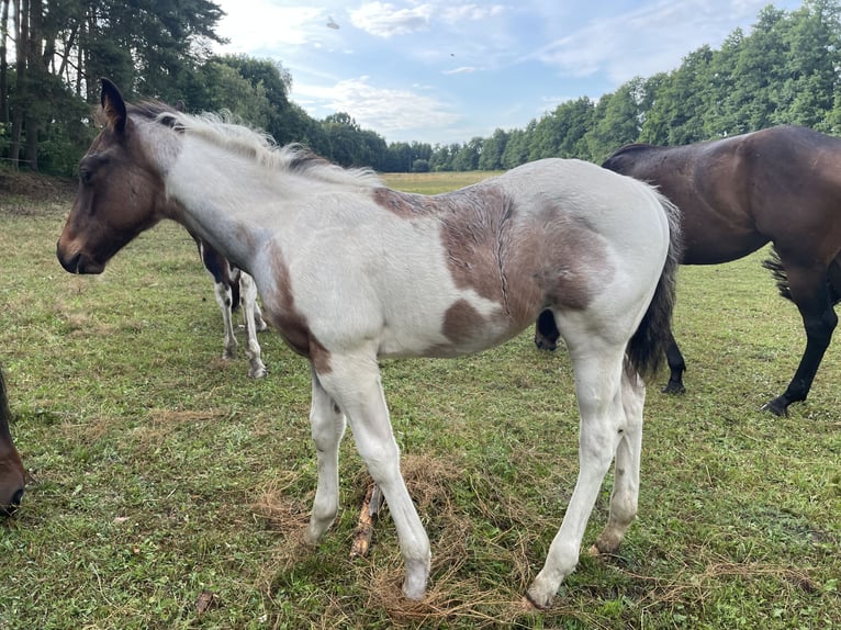 Paint Horse Hengst Fohlen (03/2025) Tobiano-alle-Farben in Mosina