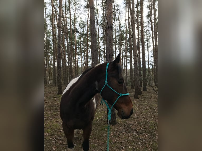 Paint Horse Hengst  Tobiano-alle-Farben in Mosina