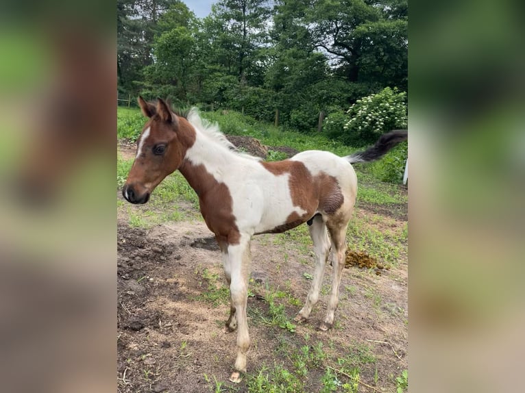 Paint Horse Hengst  Tobiano-alle-Farben in Mosina