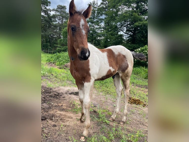 Paint Horse Hengst  Tobiano-alle-Farben in Mosina