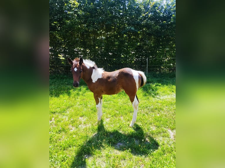Paint Horse Hengst Fohlen (06/2025) in Priesendorf