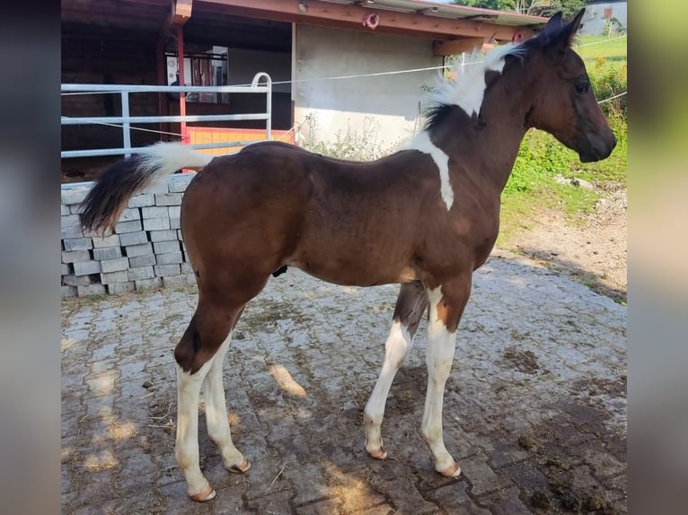 Paint Horse Hengst Fohlen (06/2025) in Priesendorf