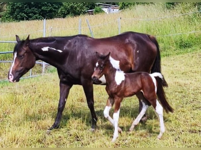 Paint Horse Hengst Fohlen (06/2025) in Priesendorf