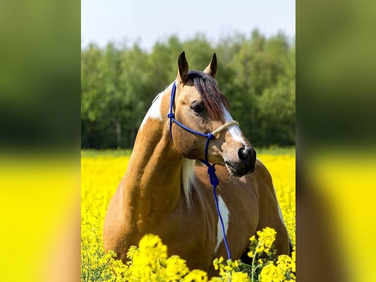 Paint Horse Hengst Gevlekt-paard in Könnern