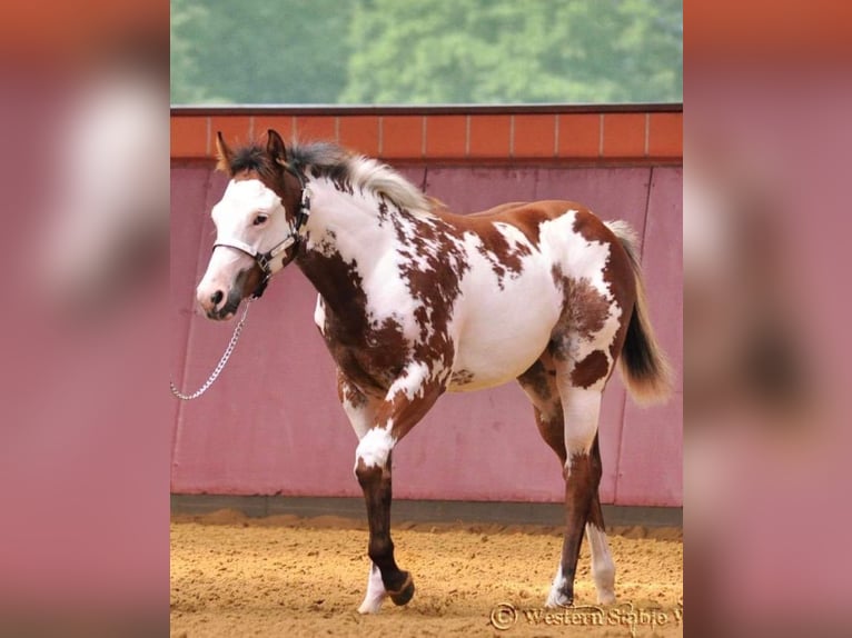 Paint Horse Hengst Rappe in Bell