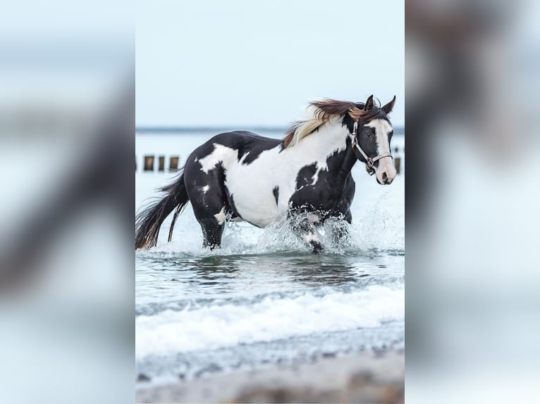 Paint Horse Hengst Rappe in Bell