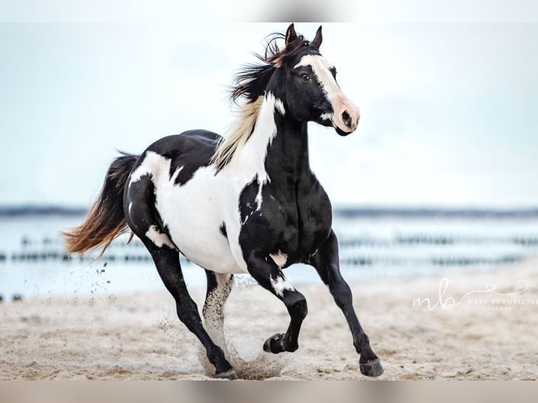 Paint Horse Hengst Rappe in Bell