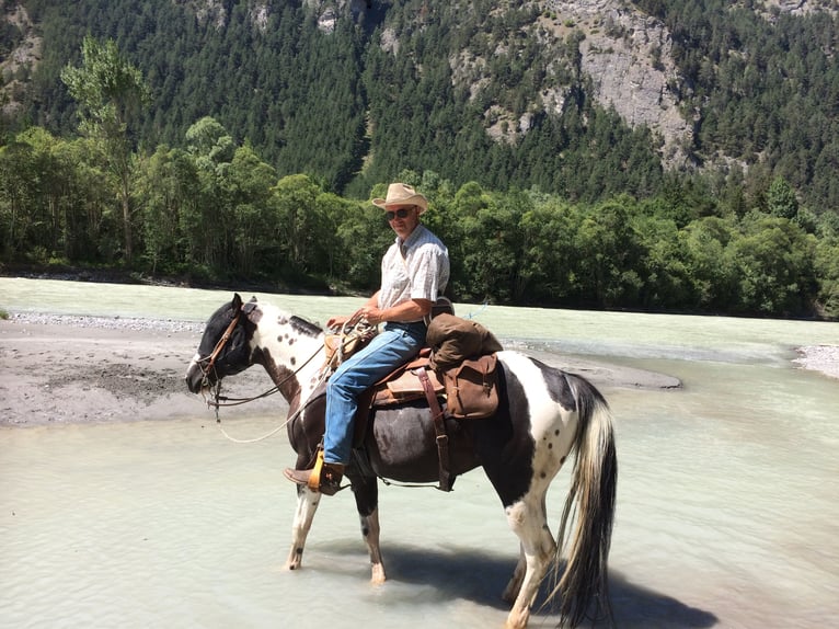 Paint Horse Hengst Schecke in Heiligenhaus