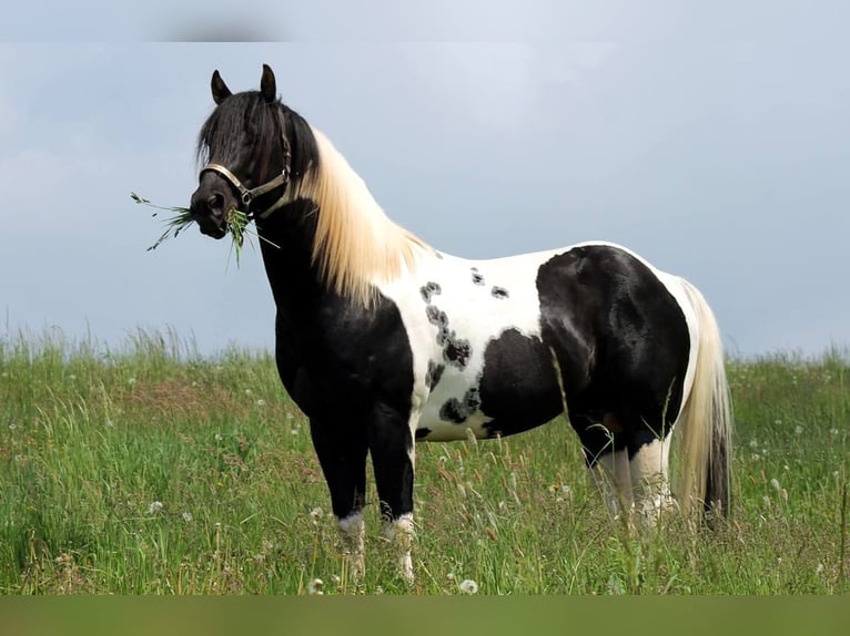 Paint Horse Hengst Tobiano-alle-Farben in Reichenbach-Steegen