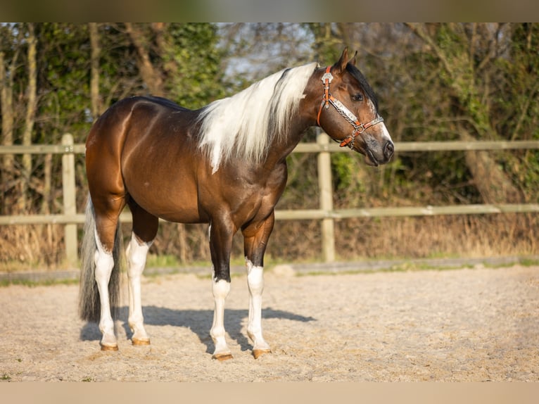 Paint Horse Hengst Tobiano-alle-Farben in EEMNES