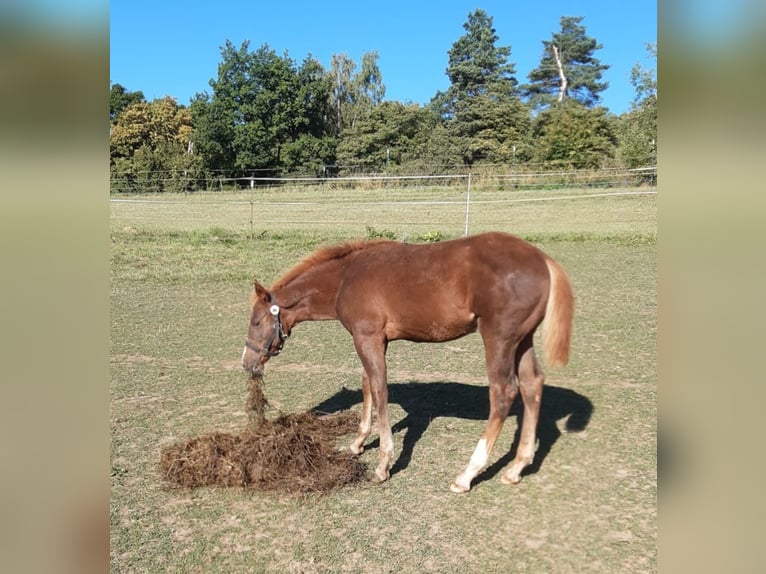 Paint Horse Hengst Veulen (04/2025) 148 cm Vos in Erbendorf