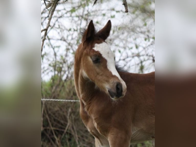 Paint Horse Hengst  150 cm Bruin in Matzenbach