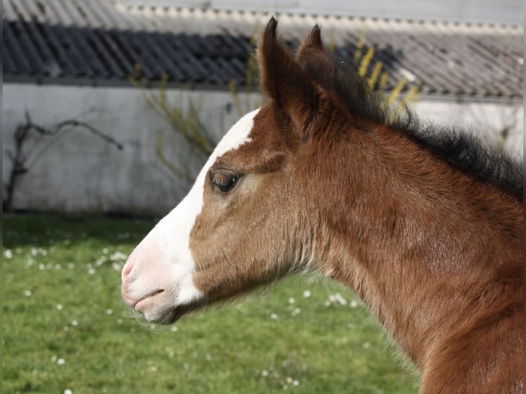 Paint Horse Hengst  150 cm Bruin in Matzenbach