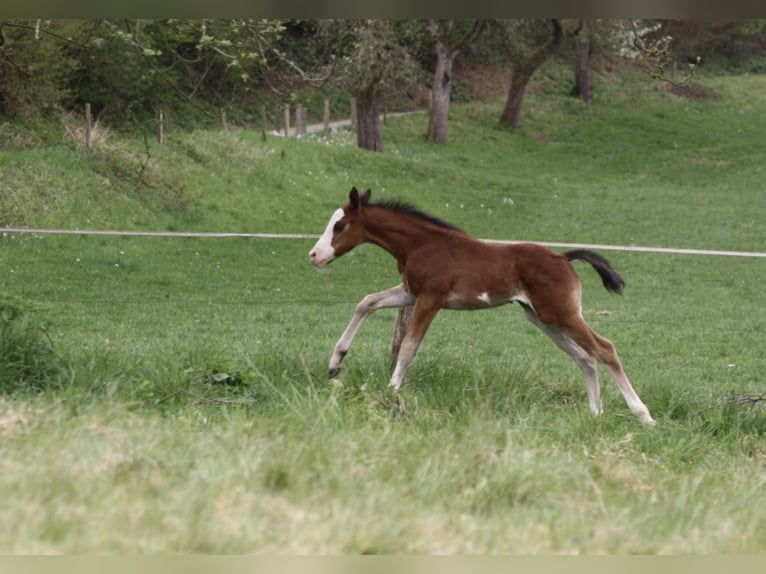 Paint Horse Hengst  150 cm Bruin in Matzenbach
