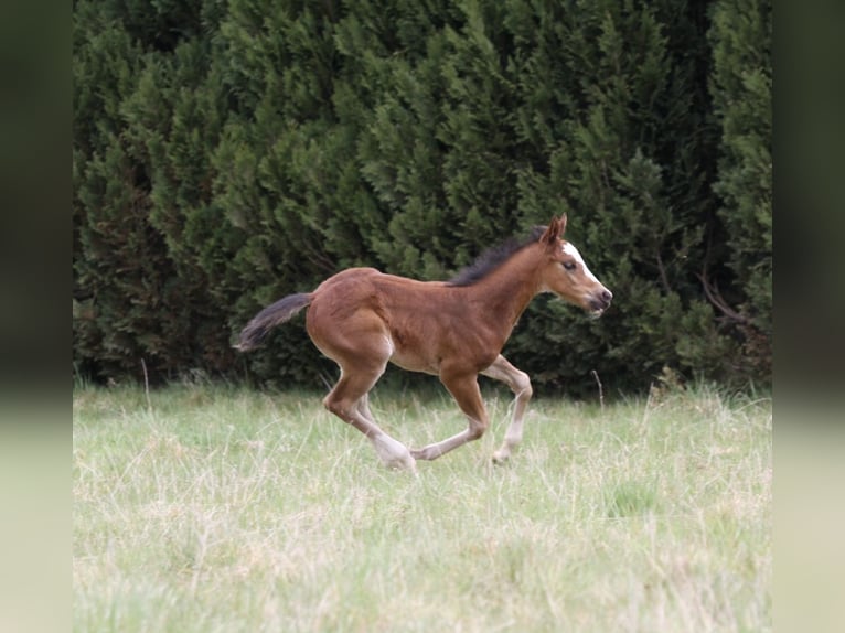 Paint Horse Hengst  150 cm Bruin in Matzenbach
