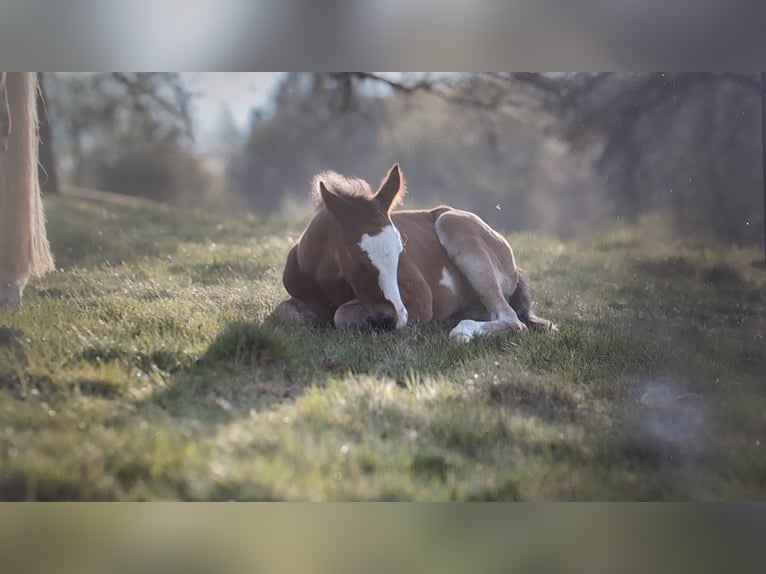 Paint Horse Hengst  150 cm Bruin in Matzenbach