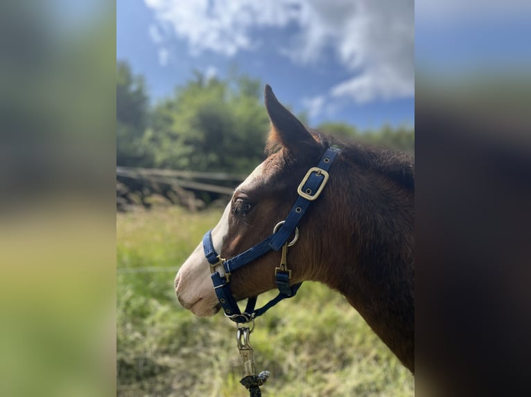 Paint Horse Hengst  150 cm Bruin in Matzenbach