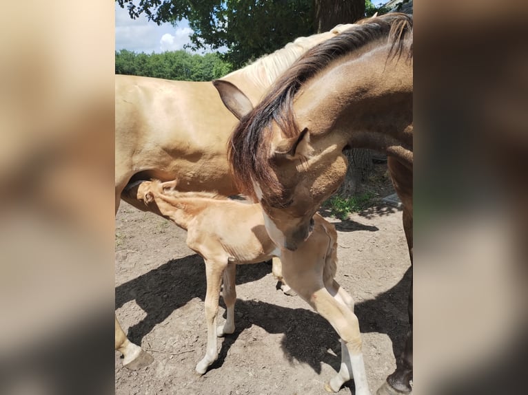 Paint Horse Mix Hengst Veulen (07/2025) 150 cm Palomino in Menslage