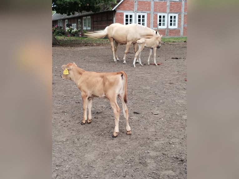 Paint Horse Mix Hengst Veulen (07/2025) 150 cm Palomino in Menslage