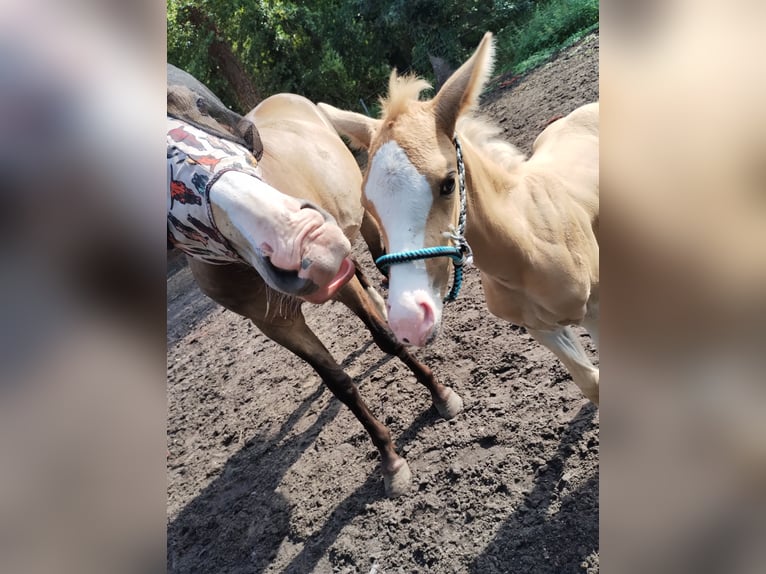 Paint Horse Mix Hengst Veulen (07/2025) 150 cm Palomino in Menslage