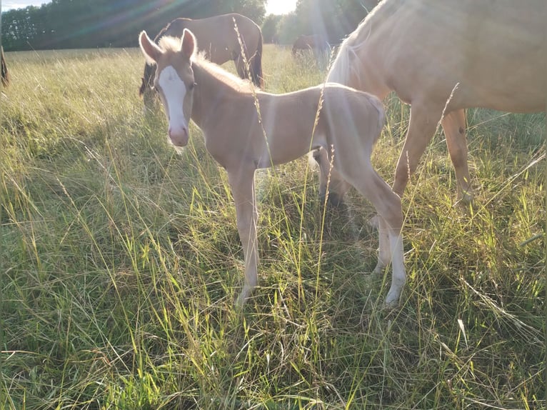 Paint Horse Mix Hengst Veulen (07/2025) 150 cm Palomino in Menslage