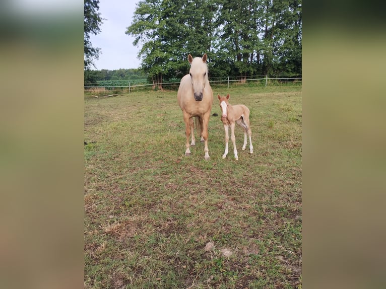 Paint Horse Mix Hengst Veulen (07/2025) 150 cm Palomino in Menslage