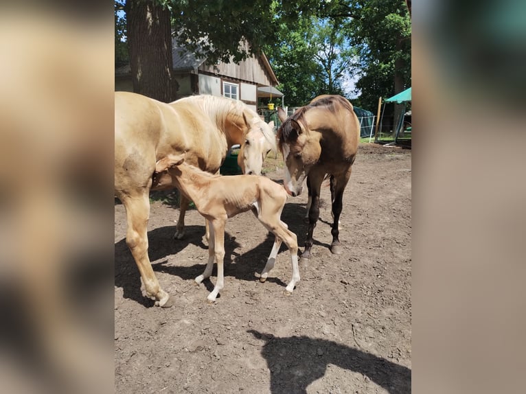 Paint Horse Mix Hengst Veulen (07/2025) 150 cm Palomino in Menslage