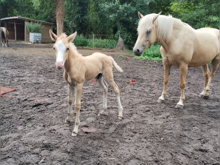 Paint Horse Mix Hengst Veulen (07/2025) 150 cm Palomino in Menslage