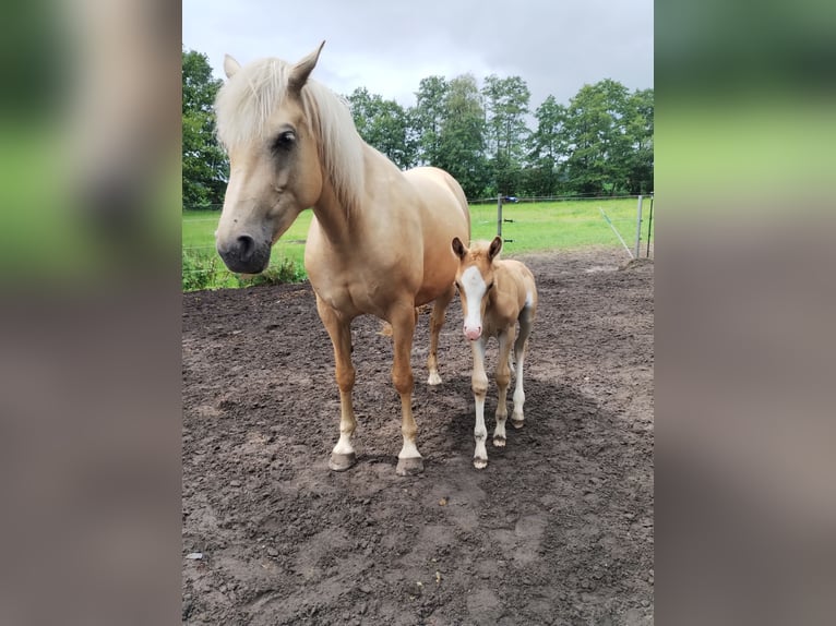 Paint Horse Mix Hengst Veulen (07/2025) 150 cm Palomino in Menslage