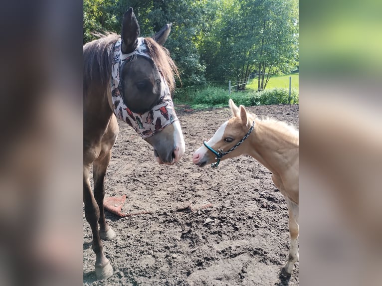 Paint Horse Mix Hengst Veulen (07/2025) 150 cm Palomino in Menslage