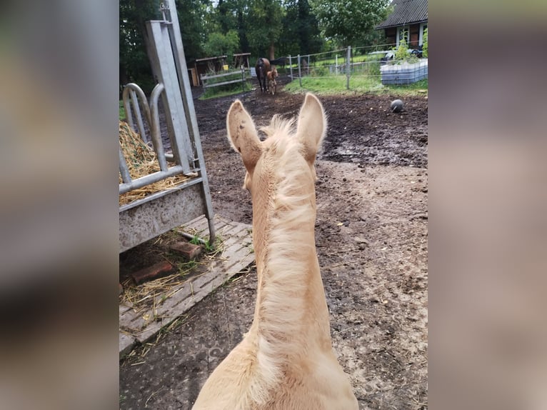 Paint Horse Mix Hengst Veulen (07/2025) 150 cm Palomino in Menslage