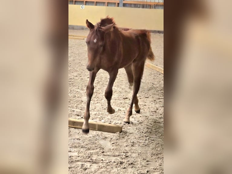Paint Horse Hengst Veulen (05/2025) 152 cm Donkere-vos in Wildeshausen
