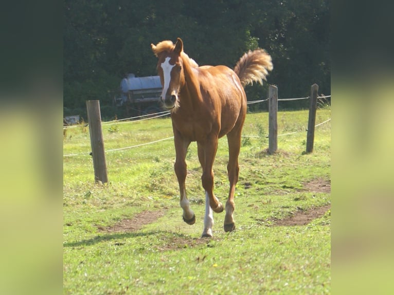 Paint Horse Hengst Veulen (03/2025) 152 cm Donkere-vos in Velpke