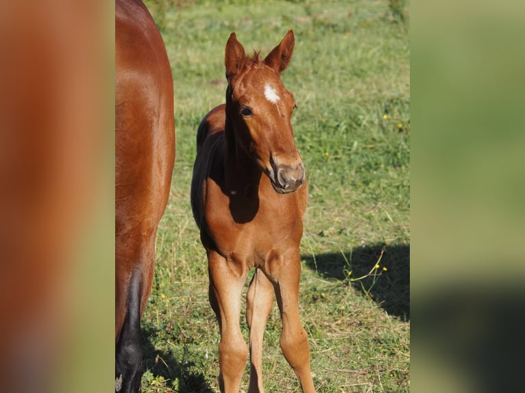 Paint Horse Mix Hengst veulen (01/2024) 152 cm Roodvos in fresnay-sur-sarthe