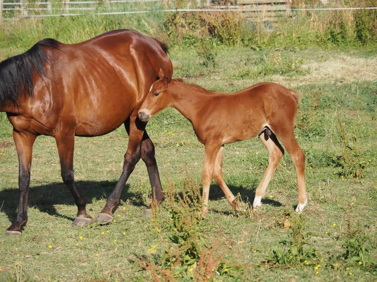 Paint Horse Mix Hengst veulen (01/2024) 152 cm Roodvos in fresnay-sur-sarthe