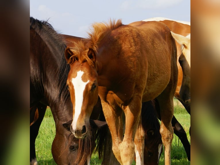 Paint Horse Hengst Veulen (03/2025) 152 cm Vos in Velpke