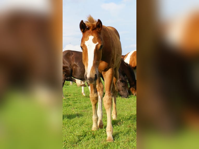 Paint Horse Hengst Veulen (03/2025) 152 cm Vos in Velpke