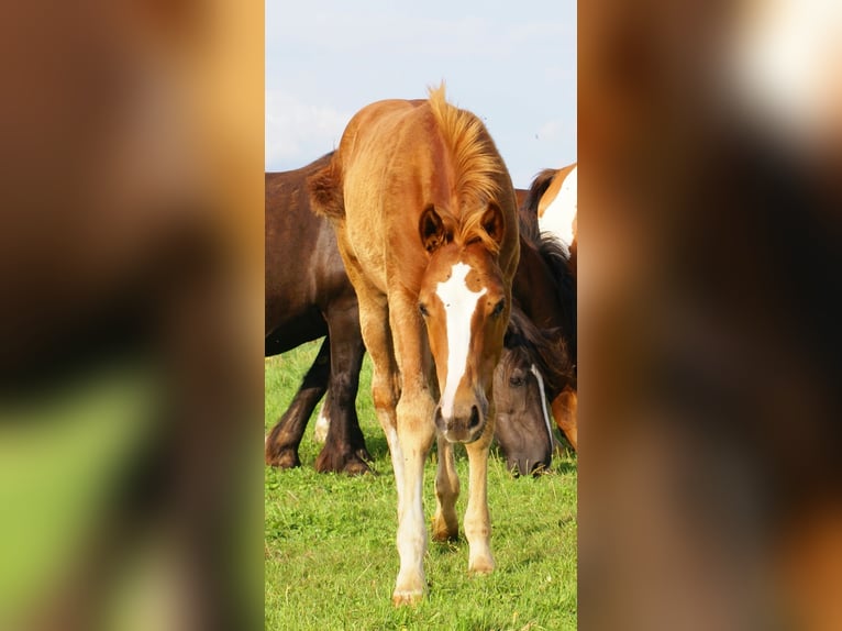 Paint Horse Hengst Veulen (03/2025) 152 cm Vos in Velpke