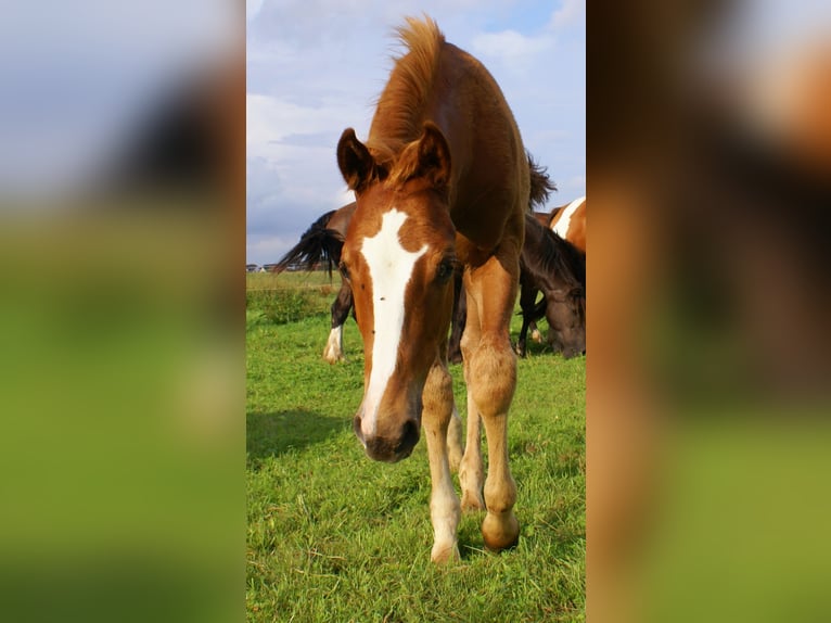 Paint Horse Hengst Veulen (03/2025) 152 cm Vos in Velpke