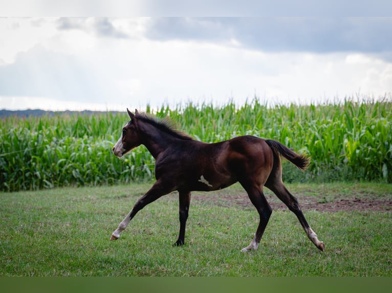 Paint Horse Hengst Veulen (03/2025) 155 cm Bruin in Matzenbach