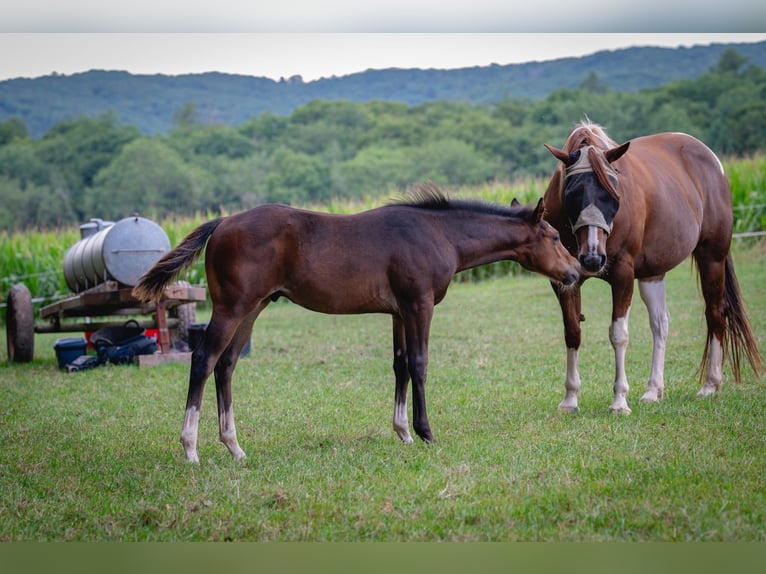 Paint Horse Hengst Veulen (03/2025) 155 cm Bruin in Matzenbach