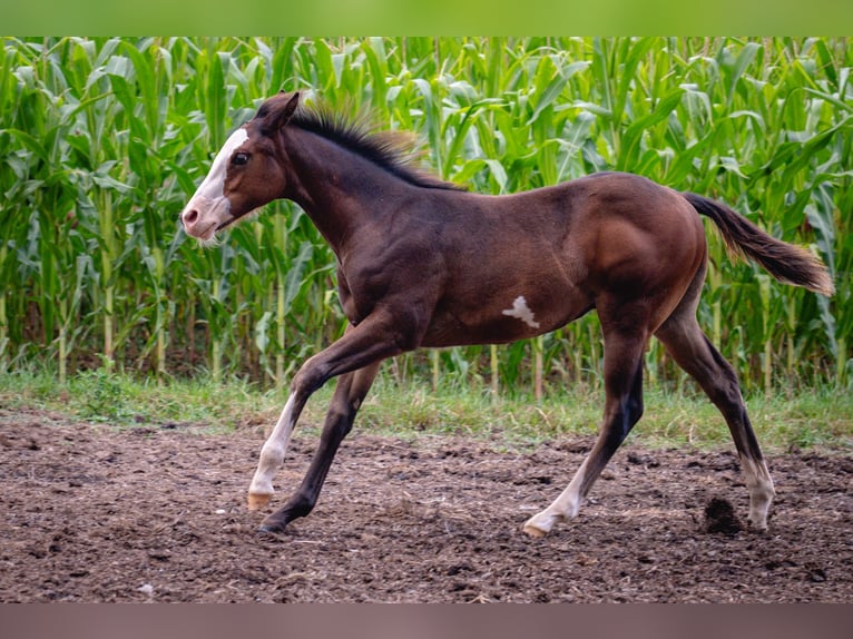 Paint Horse Hengst Veulen (03/2025) 155 cm Bruin in Matzenbach