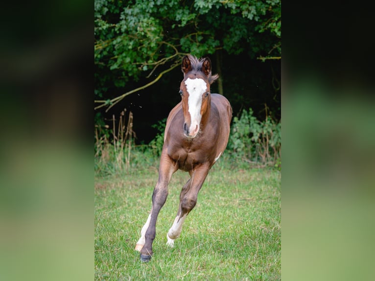 Paint Horse Hengst Veulen (03/2025) 155 cm Bruin in Matzenbach