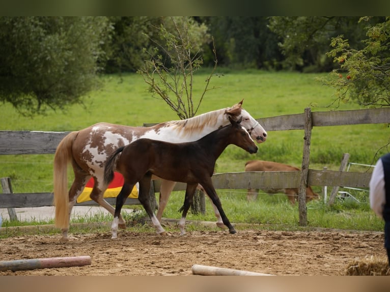 Paint Horse Hengst Veulen (03/2025) 155 cm Bruin in Matzenbach