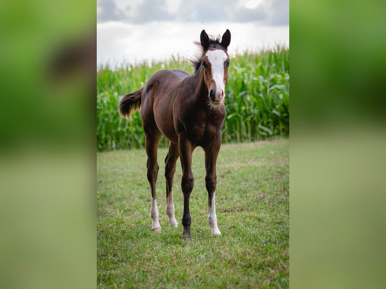 Paint Horse Hengst Veulen (03/2025) 155 cm Bruin in Matzenbach