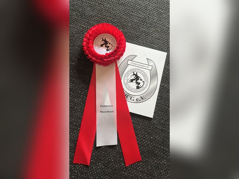 Paint Horse Hengst Veulen (03/2025) 155 cm Bruin in Matzenbach