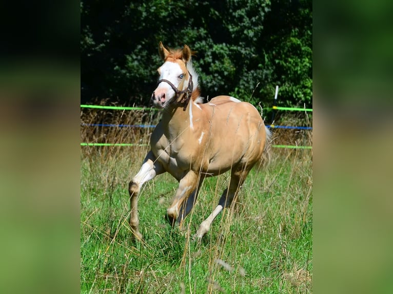 Paint Horse Hengst Veulen (03/2025) 155 cm Gevlekt-paard in Obertaufkirchen