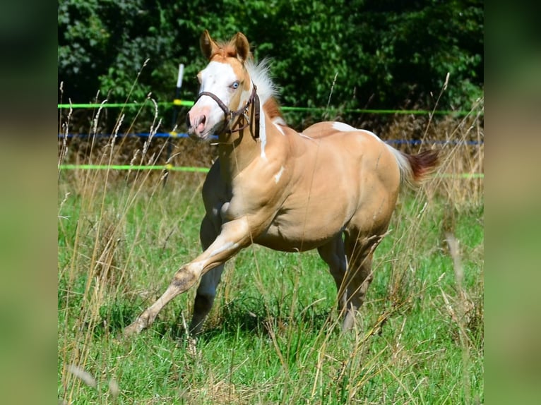 Paint Horse Hengst Veulen (03/2025) 155 cm Gevlekt-paard in Obertaufkirchen