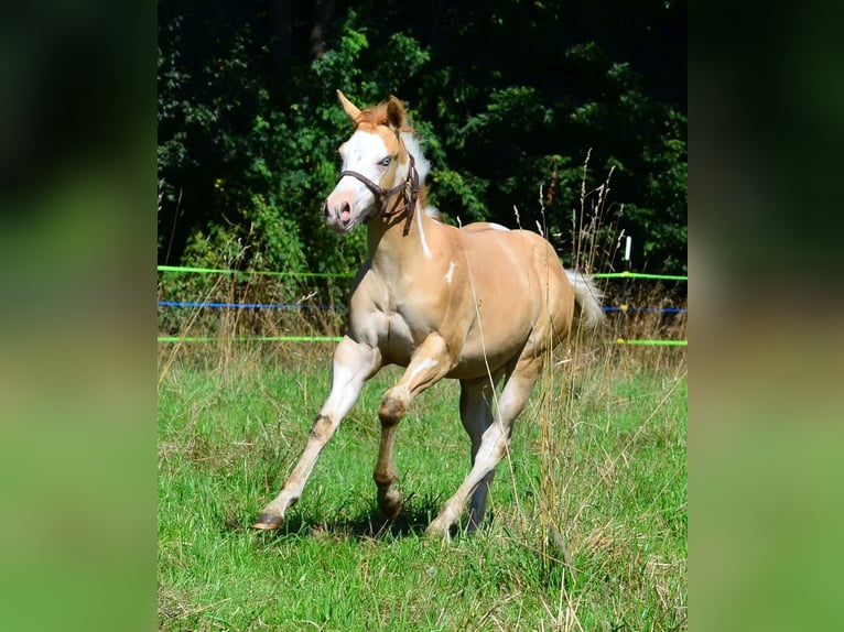 Paint Horse Hengst Veulen (03/2025) 155 cm Gevlekt-paard in Obertaufkirchen